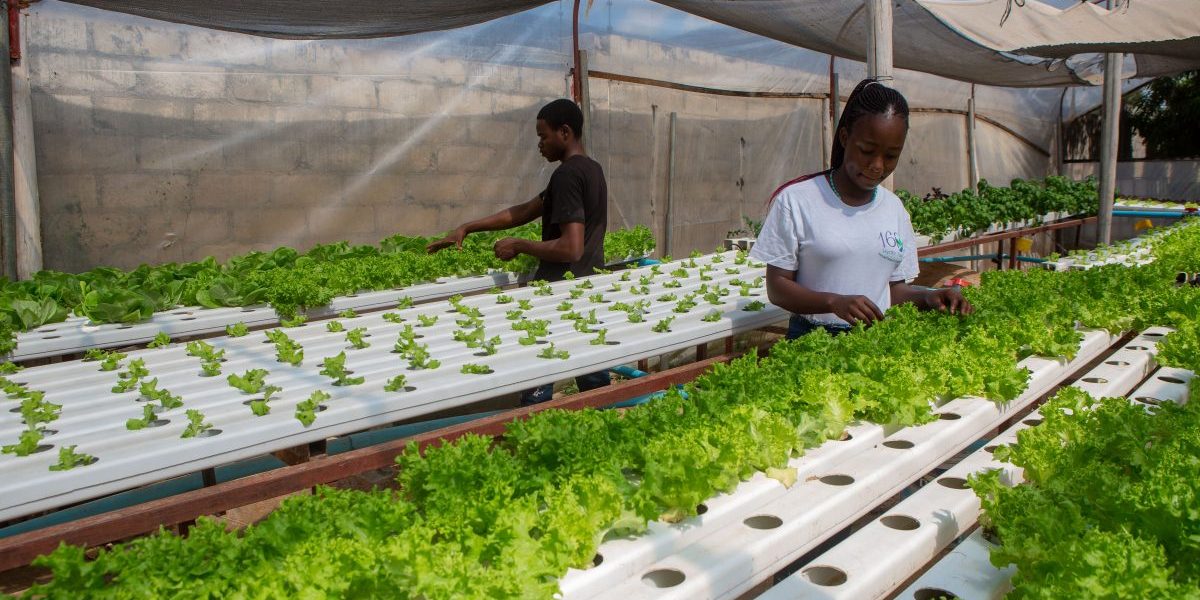Workers prepare to harvest lettuce at a hydroponics farm on April 30, 2021 in Harare, Zimbabwe. Image: Getty, Tafadzwa Ufumeli