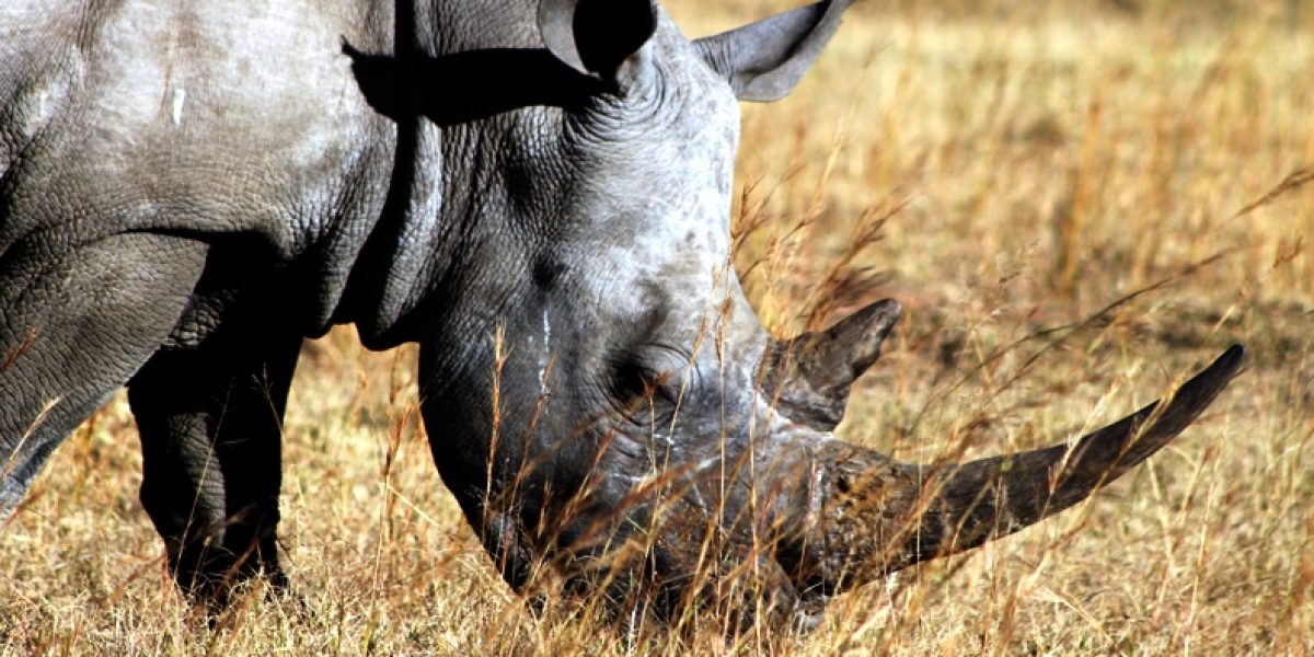 Photo: flickr, flowcomm Photo: flickr, flowcomm