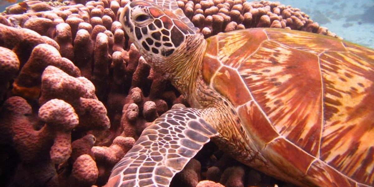 Coral reefs cover less than 1% of the ocean, but are home to over 25% of all marine species. Image: Romy Chevallier