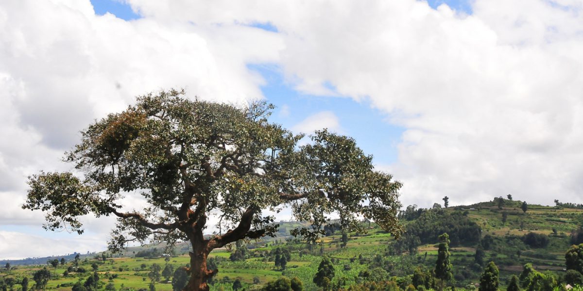 Image: Flickr, Mountain Partnership at FAO