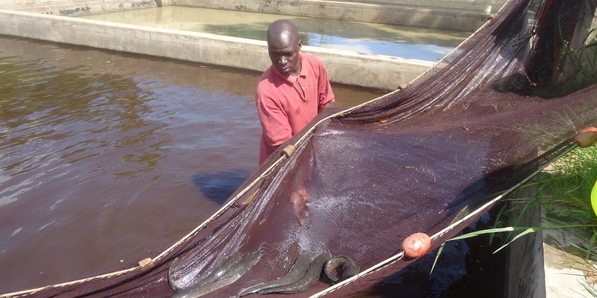 Image: Flickr, WorldFish