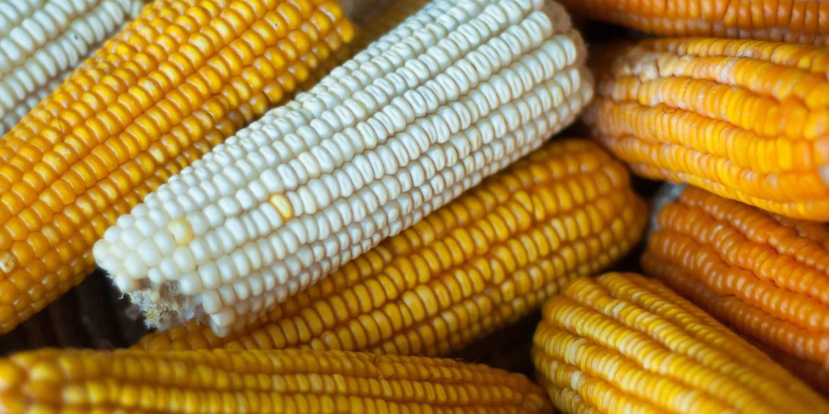 Image: Flickr, Harvest Plus
