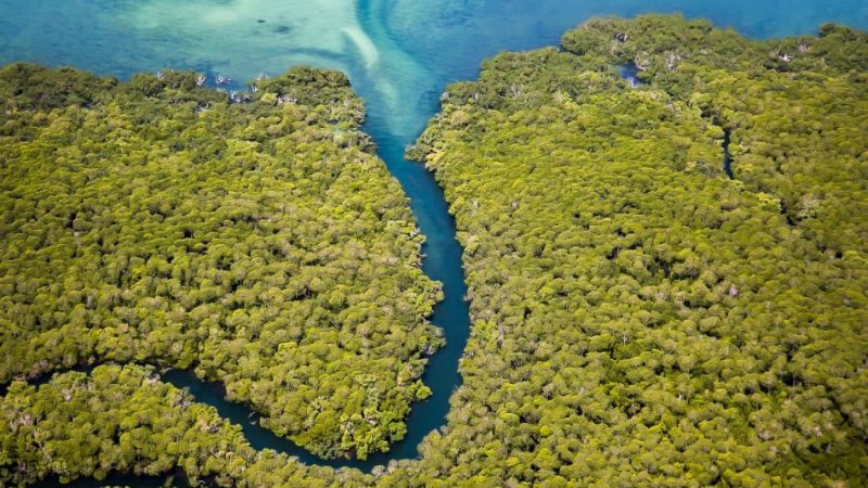 Working with Nature: Coastal Climate Resilience